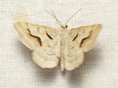 Digrammia rippertaria