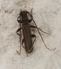 Haplidus laticeps