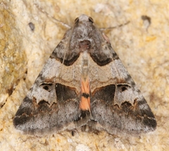Drasteria ingeniculata