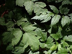 Actaea podocarpa