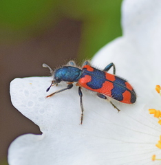 Trichodes punctatus