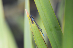 Cyanallagma bonariense