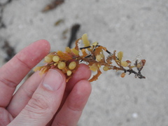 Sargassum
