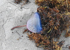 Physalia physalis
