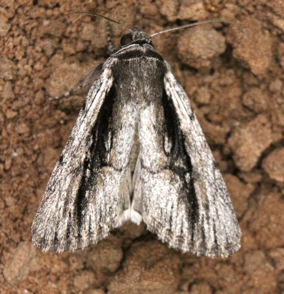 Sympistis atricollaris