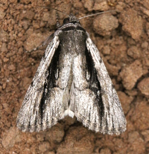 Sympistis atricollaris Harvey, 1875