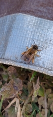 Anthophora villosula