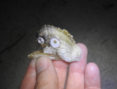 Pteria colymbus