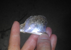 Pteria colymbus