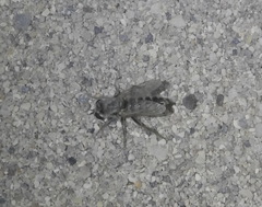 Laphystia litoralis