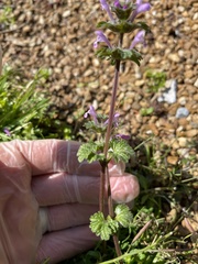 Lamium amplexicaule