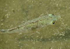Fundulus grandis