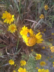 Oxythyrea funesta