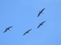 Pelecanus occidentalis