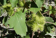 Xanthium echinatum