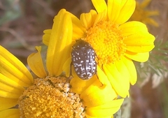 Oxythyrea funesta