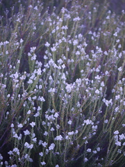 Trichocephalus stipularis