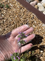 Lamium amplexicaule