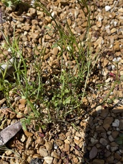 Cardamine hirsuta