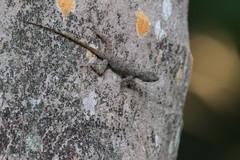 Anolis distichus