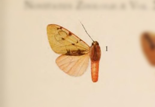 Palaeomolis palmeri