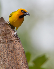 Ploceus brachypterus