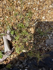 Cardamine hirsuta