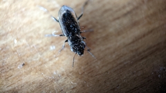 Notiophilus biguttatus