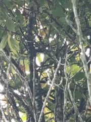 Euphonia laniirostris