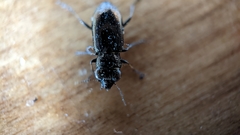 Notiophilus biguttatus