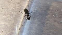 Notiophilus biguttatus
