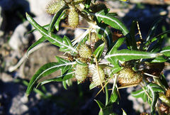 Xanthium spinosum