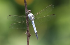 Nesciothemis minor