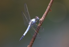 Nesciothemis minor