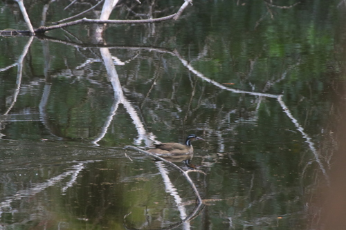 Sungrebe