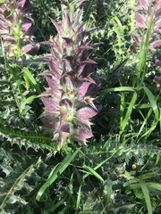 Acanthus syriacus