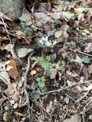 Cardamine flagellifera