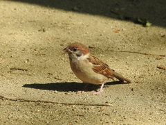 Passer montanus