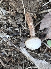 Tulostoma rufum