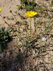 Lepidophorum repandum