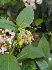 Symphytum tuberosum