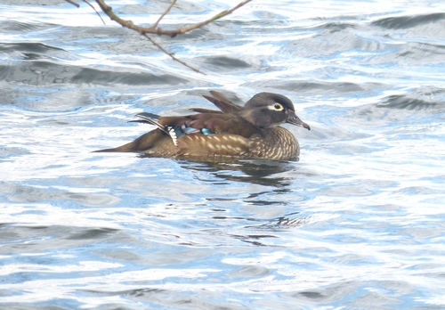 Pato joyuyo (Aix sponsa)