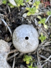 Tulostoma rufum