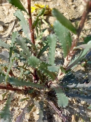 Lepidophorum repandum