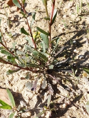 Lepidophorum repandum