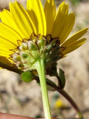 Lepidophorum repandum