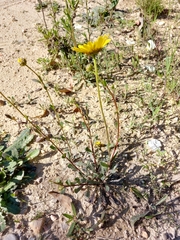 Lepidophorum repandum