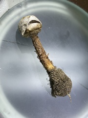 Tulostoma rufum
