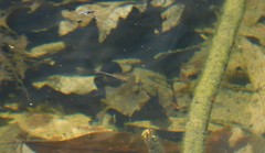 Eubranchipus vernalis