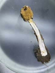 Tulostoma rufum